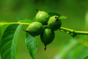 orzech włoski juglans regia l, liść orzecha włoskiego, przetwory z orzecha włoskiego, farba do włosów z orzecha włoskiego
